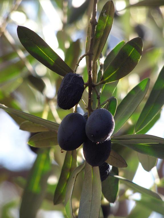 Le Mas Des Cigales Tourrettes-sur-Loup Εξωτερικό φωτογραφία